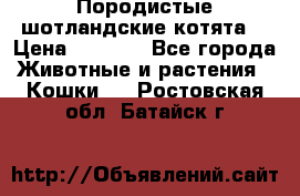 Породистые шотландские котята. › Цена ­ 5 000 - Все города Животные и растения » Кошки   . Ростовская обл.,Батайск г.